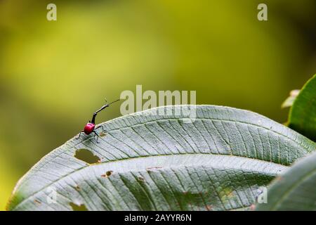Die Giraffe Weevil (Trachelophorus giraffa) ist ein Weevil, das auf Madagaskar endemisch ist., Perinet Reserve, Madagaskar. Stockfoto