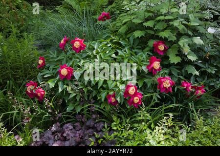 Heuchera - Coral Flower Plants, japanische Paeonia - Ponys in Border in landschaftlich gestaltetem Hinterhofgarten im späten Frühjahr. Stockfoto