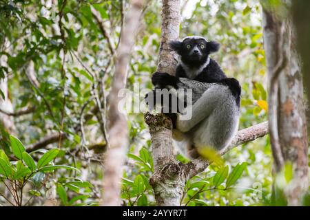 Ein Indri, der größte lebende Lemur, der im Regenwald des Perinet-Reservats, auf Madagaskar, sitzt. Stockfoto