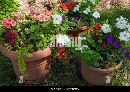 Terrakotta-Planer mit weißen, roten und violetten Petunia Blumen in einem angelegten Hinterhofgarten im späten Frühjahr. Stockfoto