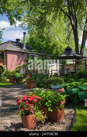 Schotterborder und Terrakotta-Pflanzmaschinen mit roten, weißen Blumen und Hosta-Pflanzen in einem angelegten Hinterhofgarten im späten Frühjahr. Stockfoto