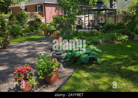 Schotterborder und Terrakotta-Pflanzmaschinen mit roten, weißen Blumen und Hosta-Pflanzen in einem angelegten Hinterhofgarten im späten Frühjahr. Stockfoto