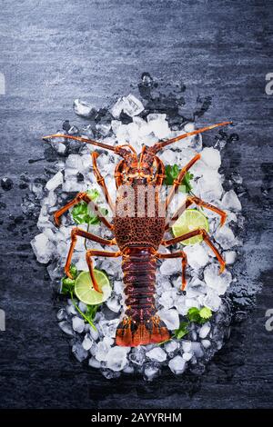 Roher frischer Cape Rock Hummer, West Coast Rock Hummer, Jasus lalandii auf dunklem Schiefergrund mit kalten Eiswürfeln, Draufsicht, flacher Lay, Overhead-Shot Stockfoto
