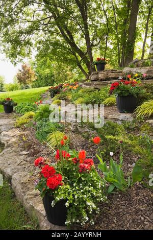 Schwarze Pflanzmaschinen mit rotem Pelargonium - Geranienblüten in Felsenrändern mit verschiedenen Blumen, Pflanzen und Sträuchern, darunter Tulipa - Tulpen Stockfoto