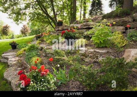 Schwarze Pflanzmaschinen mit rotem Pelargonium - Geranienblüten in Felsenrändern mit verschiedenen Blumen, Pflanzen und Sträuchern, darunter Tulipa - Tulpen Stockfoto