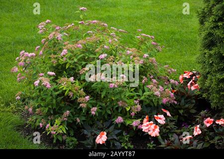 Pink and orange African Impatiens and Spiraea japonica 'Gold Mound' - Spirea Strauch im Sommer im Vorgarten an der Grenze. Stockfoto