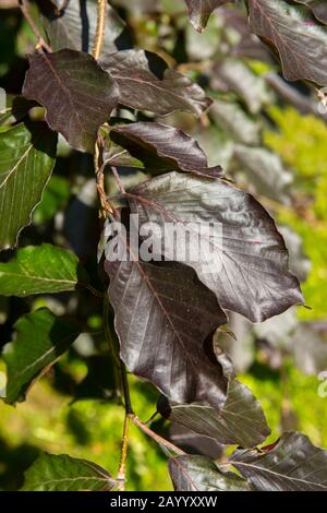 Blätter einer Fagus sylvatica, der Europäischen Buche oder gemeinen Buche oder Kupferbuche, ist ein Laubbaum, der zur Buchchenfamilie Fagaceae gehört Stockfoto