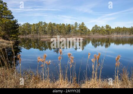 Buschiges Bartgras und atlantische weiße Zeder am Rande eines Boots in den New Jersey Pine Barrens Stockfoto