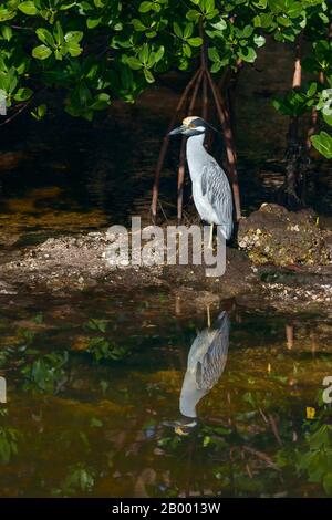 Gelb-krönender Nachtreiher (Nyctanassa violacea), der auf einem Bein in J.N. ruht 'Ding' Darling National Wildlife Refuge.Sanibel Island.Florida.USA Stockfoto