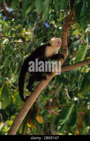 Ein weißer Kapuzineraffe (Cebus capucinus) auf einem Baum im Regenwald des Manuel Antonio Nationalparks an der Pazifikküste Costa Stockfoto