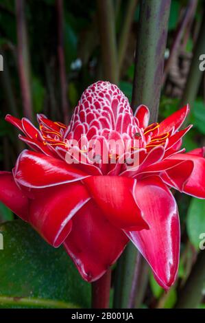 Nahaufnahme einer Torch-Ingwer-Blume (Etlingera elatior) in der Nähe von Virgen de Sarapiqui in Costa Rica. Stockfoto