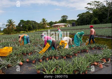 Arbeiter in einem Ananasgebiet an der Finca Corsicana in Costa Rica, einer Ananasfarm eines texanischen Unternehmens, Collin Street Bakery. Stockfoto