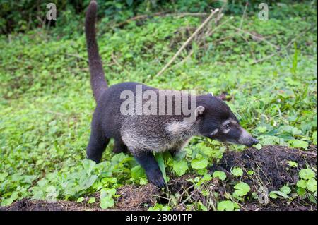 Eine Weißnasenkoati (Nasua narica) im Regenwald in der Nähe des Vulkans Arenal in Costa Rica. Stockfoto