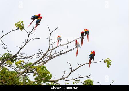 Eine Gruppe von Scarlet-Aras (Ara macao) thront in einem Baum, der ihre Federn nach starken Regenfällen in der Nähe von Jaco in Costa Rica trocknet. Stockfoto