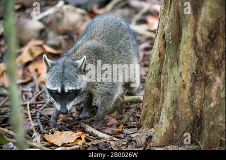 Ein Raccoon sucht im Regenwald des Manuel Antonio Nationalparks an der Pazifikküste Costa Ricas nach Nahrung. Stockfoto