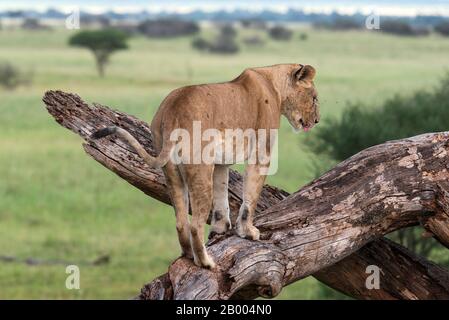 Löwin, die die Savanne von ihrem Perch dieser alten Baumgliedmaßen auscheckt. Serengeti NP Stockfoto