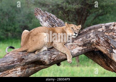 Löwin, der sich auf diesem toten Baum im Serengeti NP wohlfühlt Stockfoto