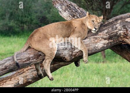 Löwin, der sich auf diesem toten Baum im Serengeti NP ausruhen kann Stockfoto