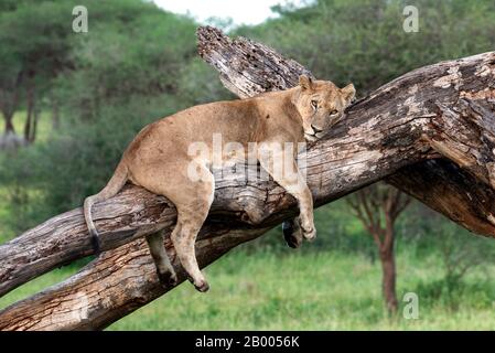 Lazy Lioness, der das Safarifahrzeug auscheckt, während er auf diesem toten Baum ruht Stockfoto