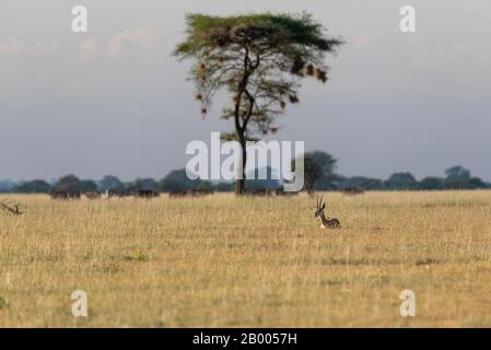 Tarangire Landschaft mit Weaver Vogel Nest im Baum und eine Thomson Gazelle ruht in der Abendsonne. Stockfoto