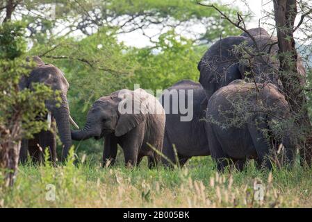 Junger Elefant, der mit seinem Stamm ausgreift. Im Tarangire National Park Stockfoto