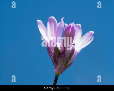 Zarte violette Wüstenhyazinthe, die gegen einen leuchtend blauen Himmel im Red Rock Canyon, Nevada, blüht Stockfoto