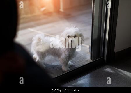 Der süße weiße Hund der maltesischen Rasse ist auf dem Balkon geschlossen und wartet darauf, dass der Besitzer nach Hause kommt. Stockfoto