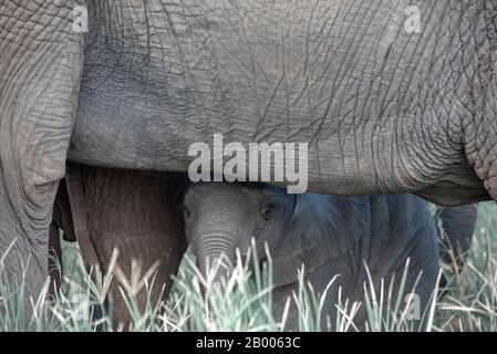 Elefantenkalb versteckt sich unter der Mutter. Tarangire National Park Stockfoto