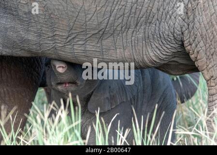 Entzückende Elephantine Wade unter der Mutter. Tarangire National Park Stockfoto