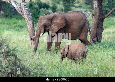 Mutter und Baby Elephant ruhen im Grasland des Tarangire National Park Stockfoto