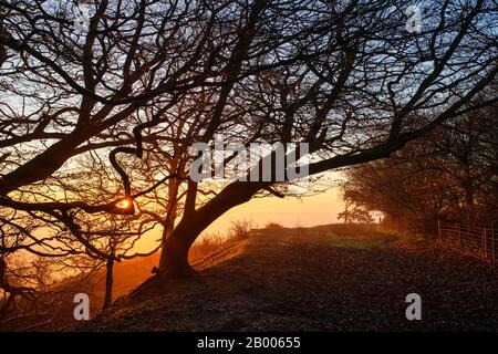 Alte winddige buchen auf dem Gipfel des Martinsell Hill an einem nebligen Wintermorgen bei Sonnenaufgang. In der Nähe von Oare, Vale of Pewsey, Wiltshire, England Stockfoto