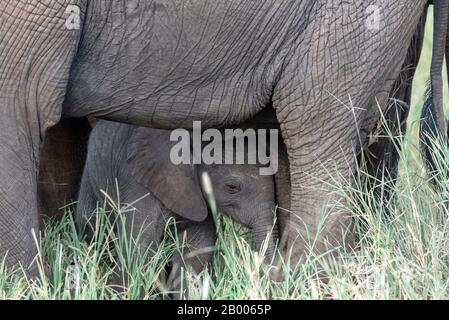 Elefantenkalb versteckt sich unter den Beinen der Mütter. Tarangire National Park Stockfoto