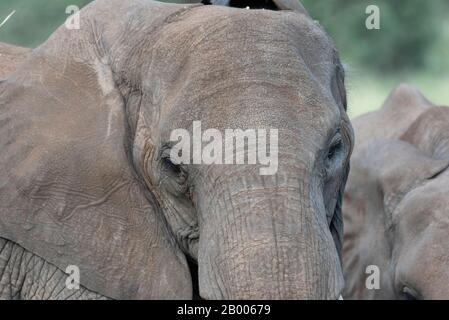 Die Haut dieses Elefanten war so trocken und rau. So nah am Safarifahrzeug ist das alles, was in mein Bild passt. Stockfoto