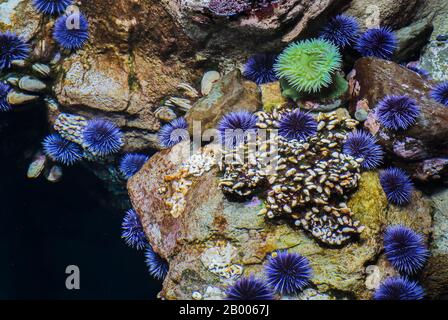 Seeigel in Ausstellung an der California Academy of Sciences Stockfoto