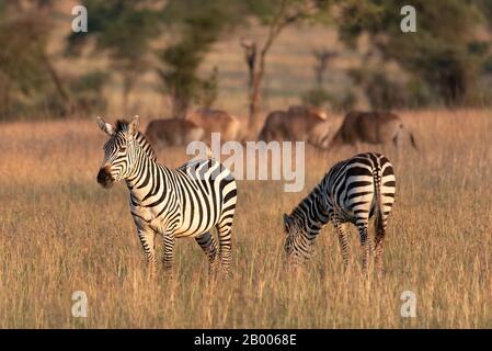 Zebra mit Vogel auf dem Heck. Zur goldenen Stunde im Serengeti-Nationalpark eingenommen Stockfoto