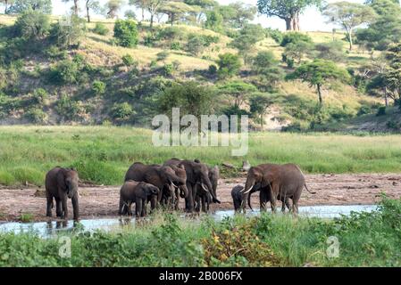 Elefantenherde mit jungen Tieren am Fluss. Im Tarangire National Park Stockfoto