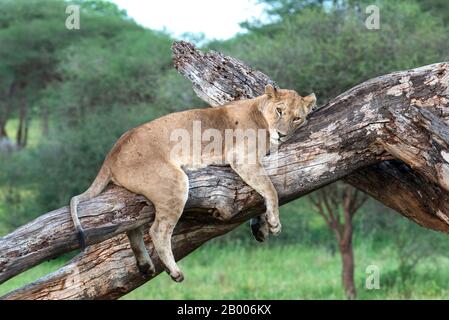 Fauler Lioness, der auf diesem toten Baum in der Serengeti ruht Stockfoto