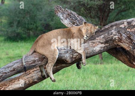 Lazy Lioness hat ein Nickerchen auf diesem toten Baum im Serengeti NP Stockfoto