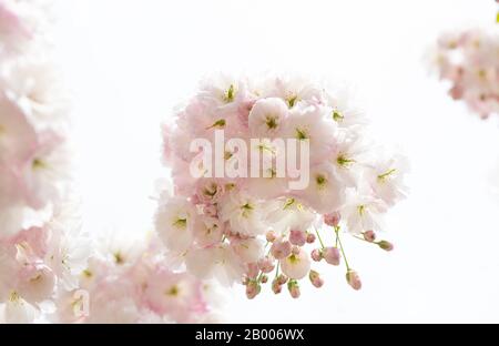 Kirschblüten Stockfoto