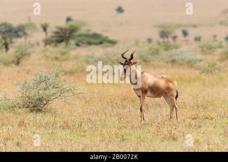 Hartebeest Antilope im Serengeti-Nationalpark. Stockfoto