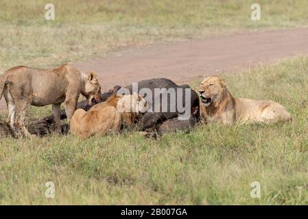 Stolz auf den Löwen, der auf den afrikanischen Büffel feste Stockfoto