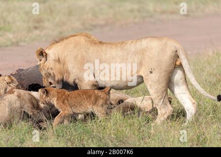 Junger männlicher Löwe, der sich mit den Cub s und Lionesses in die Mahlzeit einkesselt. Serengeti NP Stockfoto