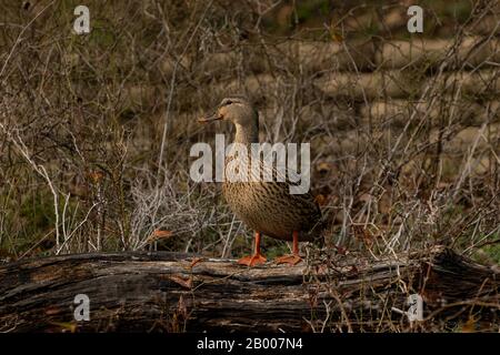 Eine schöne Frau, Mallard Duck, die auf einem umgestürzten Holzkleid steht, mit ihren braunen Federn, die sie mit der kargen, braunen Bürste auf dem Hügel hinter sich tarnen. Stockfoto