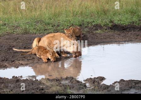 Löwin mit ihren beiden Jungen am Wasserrand Stockfoto