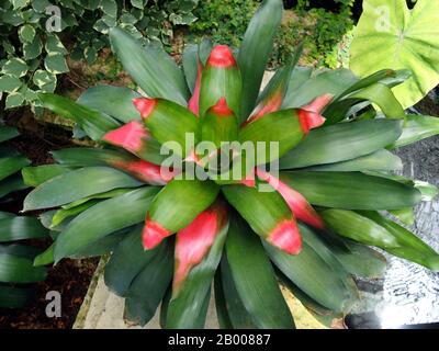 Eine Nahaufnahme einer bunten Bromeliade in Gartenanlage Stockfoto