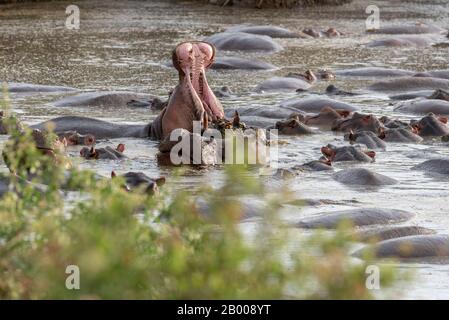 Hippopotamus mit weit geöffnetem Mund im Serengeti-Nationalpark Stockfoto