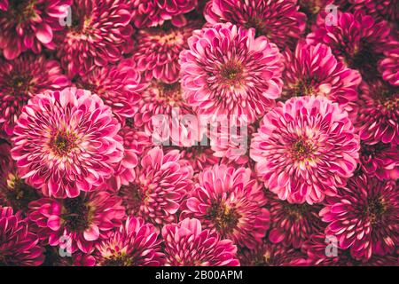 Rosa Chrysanthemum Bouquet aus nächster Nähe, geblümter Hintergrund im Vollformat Stockfoto