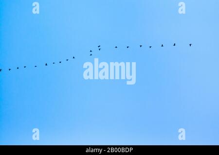 Der große Kormoran (Phalacrocorax carbo), schwarze Kormoran große Kormoranschar fliegend Stockfoto