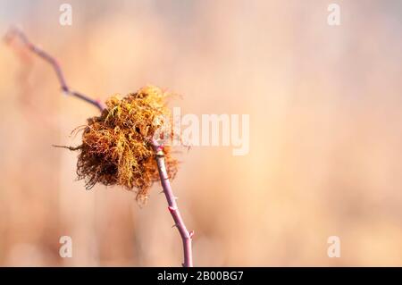 Robin's Pincushion, oder Moos Gall (Diplolepis rosae) Hymenopteran Gall Wesp, die einen Gall verursacht, der als Rosen-Bedeguar-Gall bekannt ist, Stockfoto