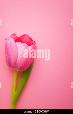 Eine wunderschöne, pinkfarbene Tulpe auf pinkfarbenem Hintergrund Stockfoto